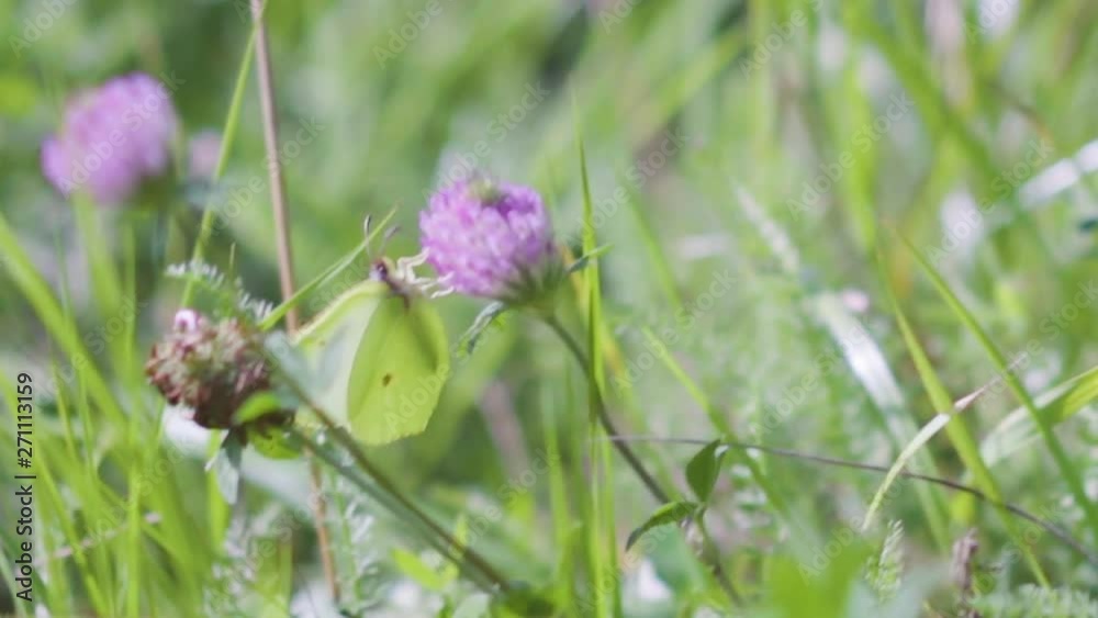 Close-up of clover meadow Trifolium pratense growing in summer on a lawn in the Caucasus Mountains Close-up of clover meadow Trifolium pratense growing in summer on a lawn in the Caucasus Mountains