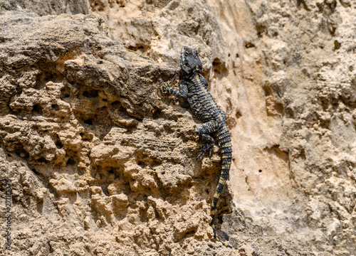 Roughtail Rock Agama Lizard Sunbathing on Rock 