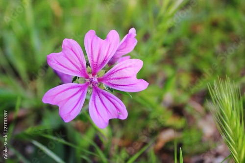Purple Flower