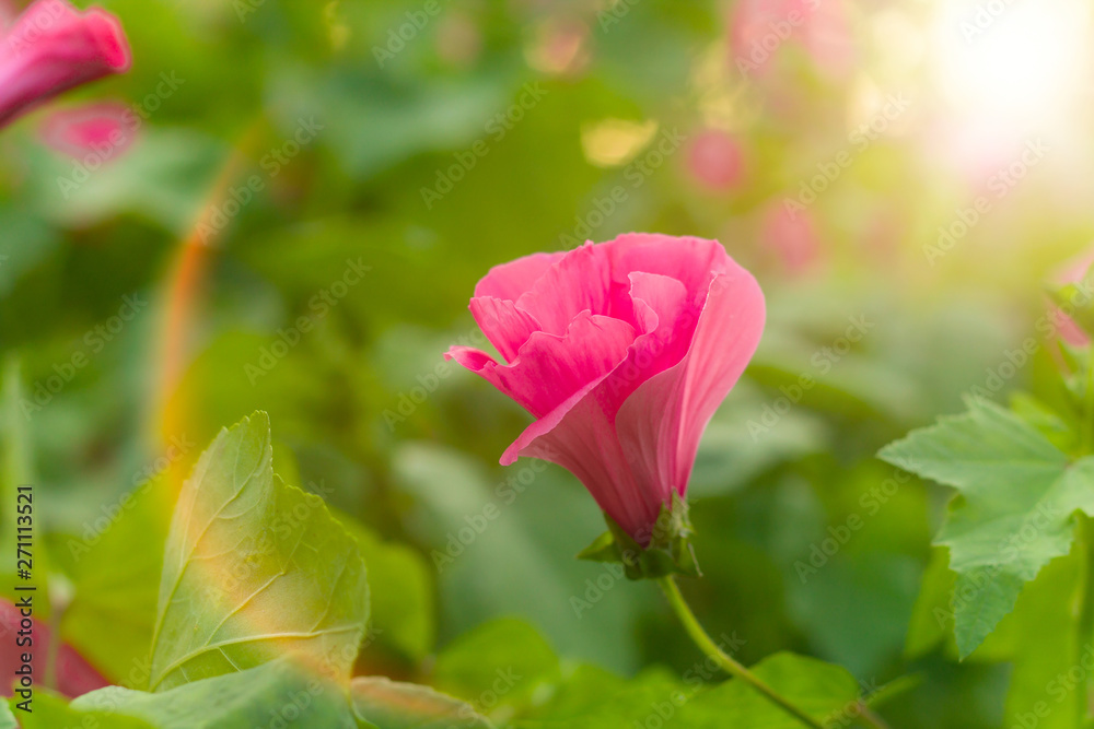 beautiful pink flower in summer garden with sun light on blurred background beautiful pink flower in summer garden with sun light on blurred background