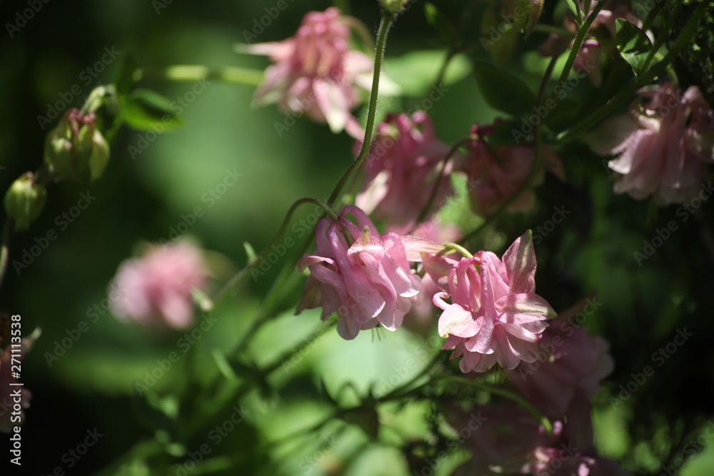 Obraz premium Różowy kwiat makro na trawie