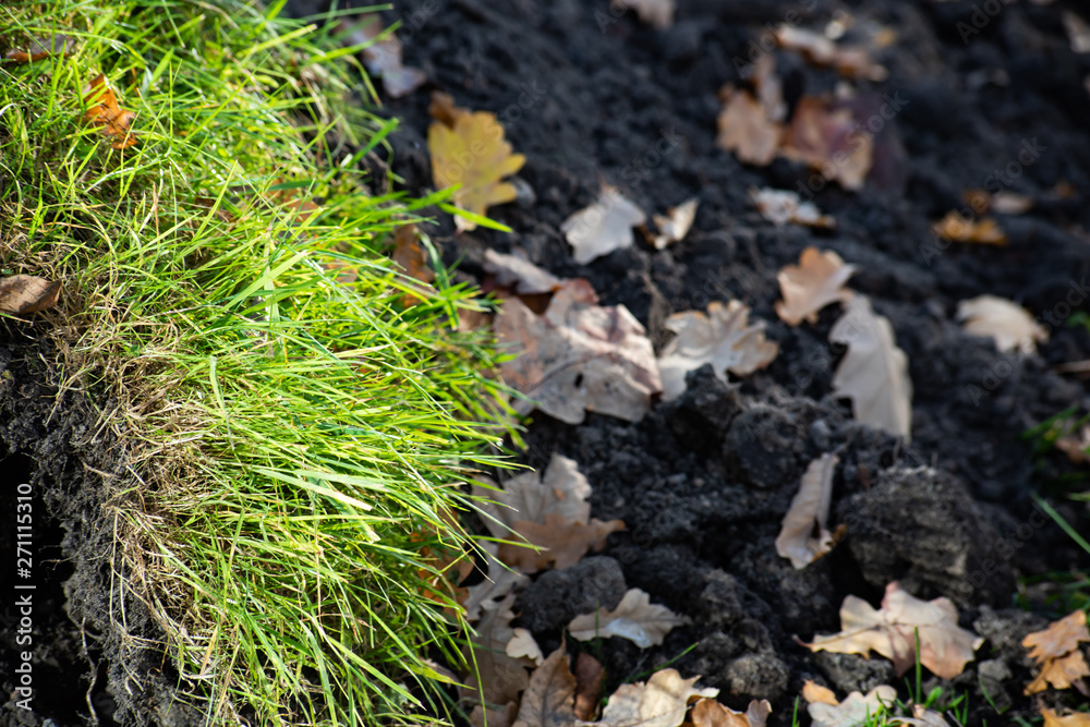 Green grass on a background of dug earth