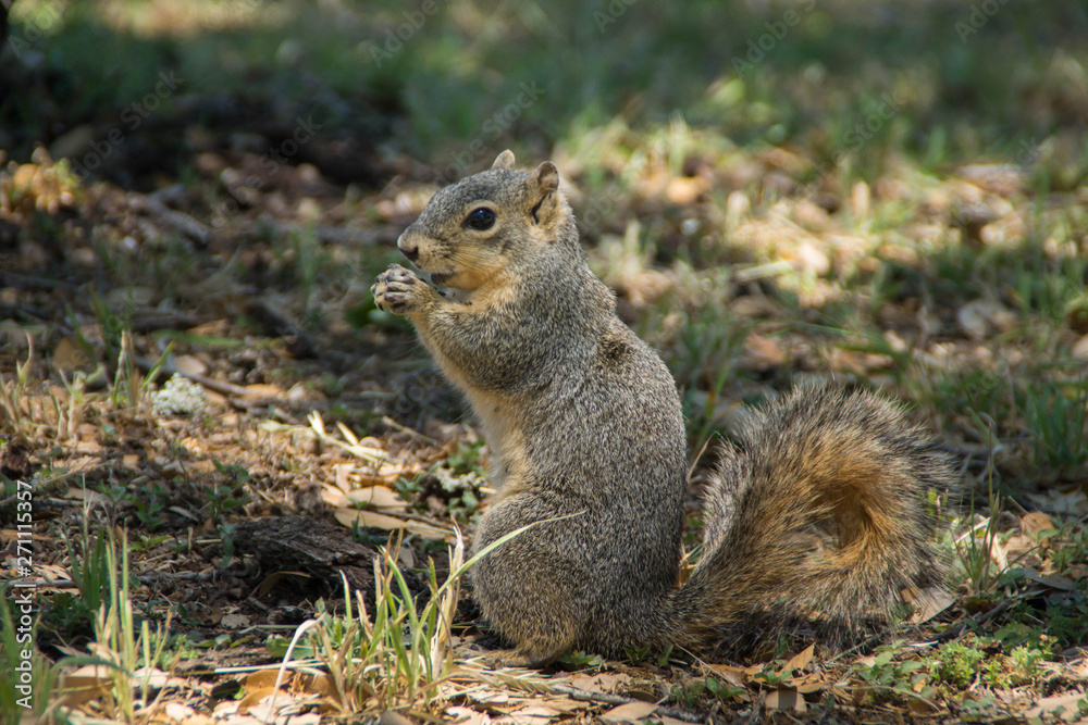 Cute squirrel eating in the park Cute squirrel eating in the park