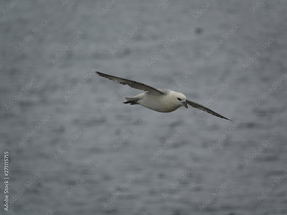 fulmar (Fulmarus glacialis) gliding above ocean