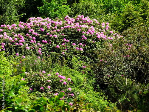 Fototapeta Naklejka Na Ścianę i Meble -  Rhododendron mit pinkfarbenen Blüten