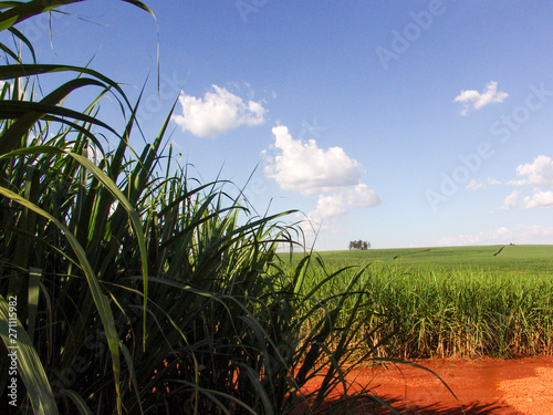 sugar cane field in Brazil