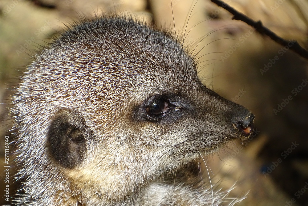 Cute meerkats at the zoo Cute meerkats at the zoo