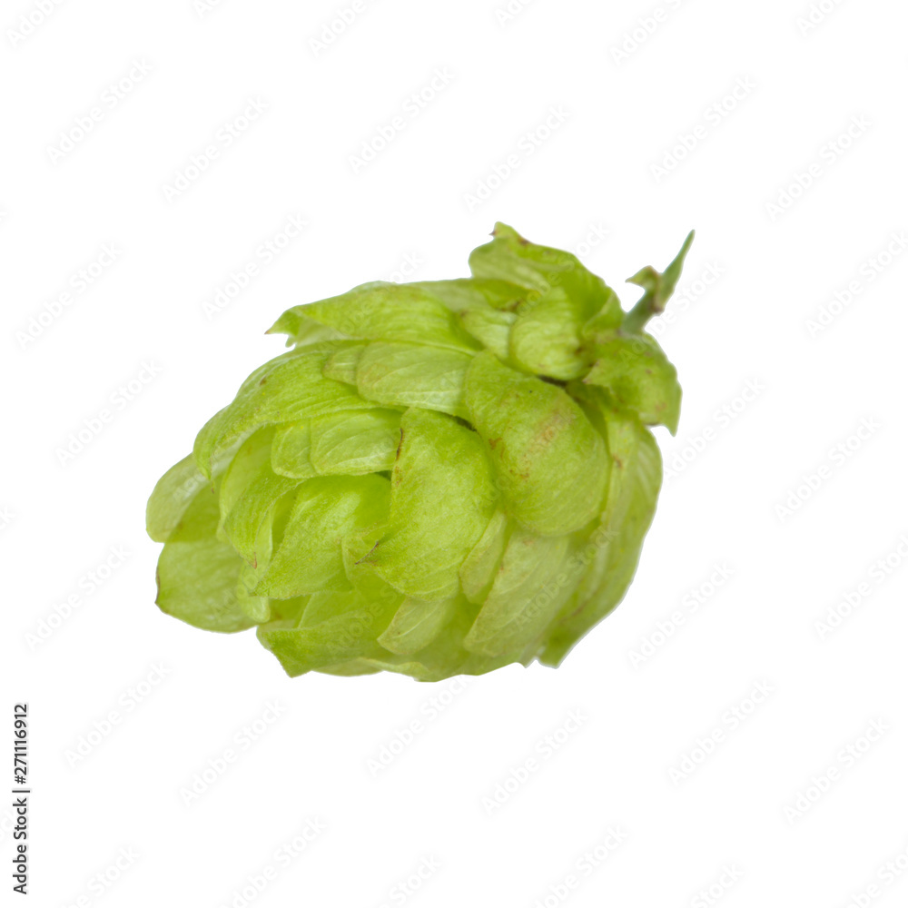 hop cone isolated on white background hop cone isolated on white background