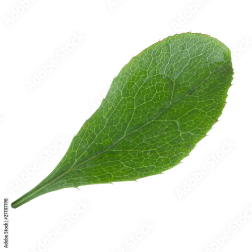 leaf of barberry isolated on white background