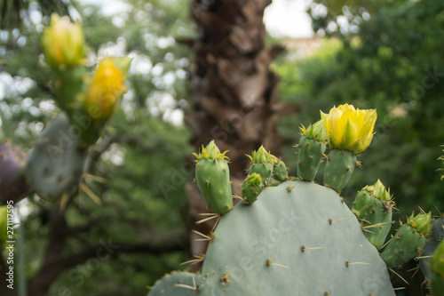 Cactuses with yellow blossoms  © snatalia