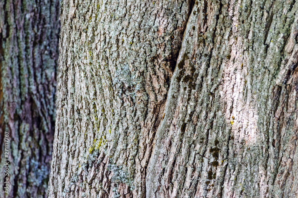 Obraz premium Old Wood Tree Texture Background