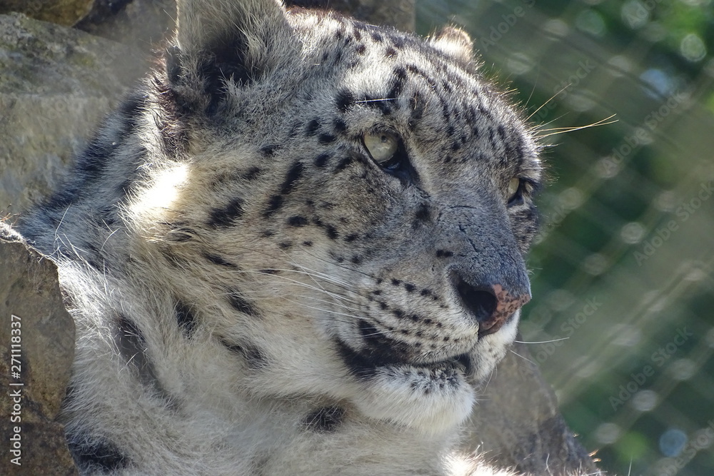 Naklejka premium Beautiful snow leopard at the zoo