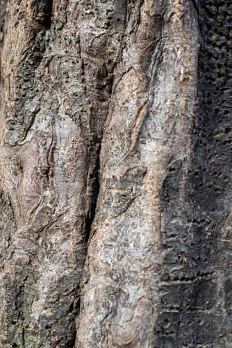 Natural Textures Tree Bark