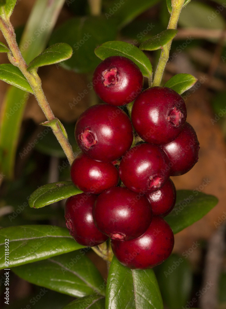 branch of cowberry on green grass background branch of cowberry on green grass background
