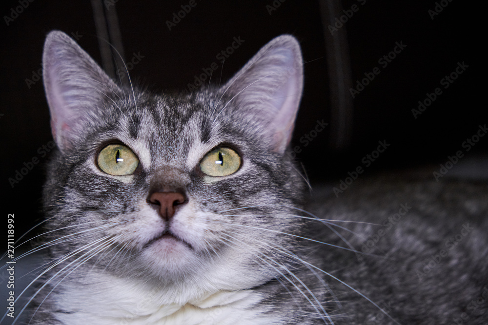 Pet looks close-up. Big green cat eyes. Face gray striped cat with big ears. Kitty portrait
