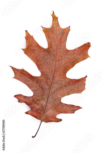 Autumn oak leaf dry brown