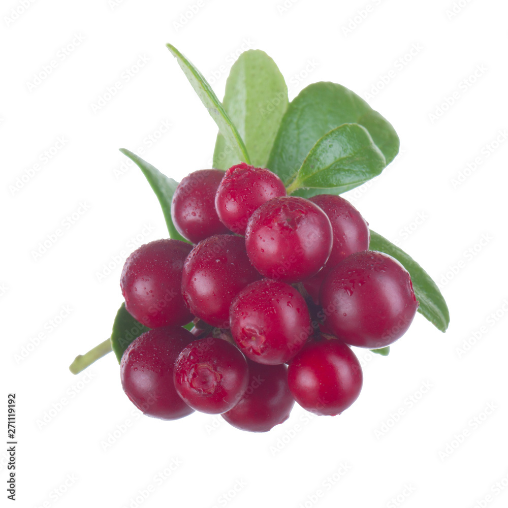 Obraz premium Cowberry Lingonberry (Vaccinium vitis-idaea) isolated on white background