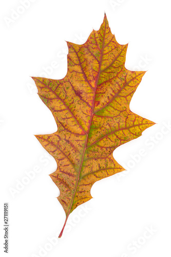 Oak leaf dry multicolored