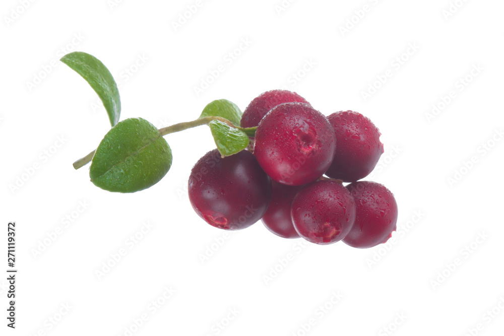 Obraz premium Cowberry Lingonberry (Vaccinium vitis-idaea) isolated on white background