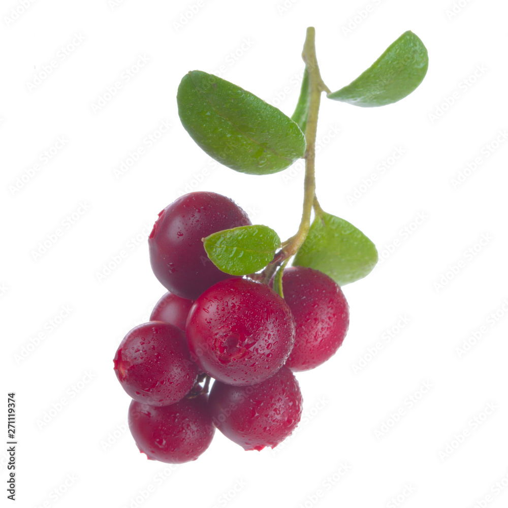 Obraz premium Cowberry Lingonberry (Vaccinium vitis-idaea) isolated on white background
