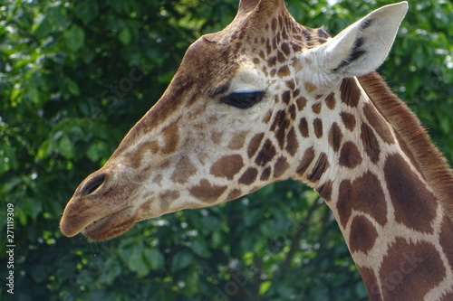 Beautiful giraffe at the zoo © Christopher Keeley