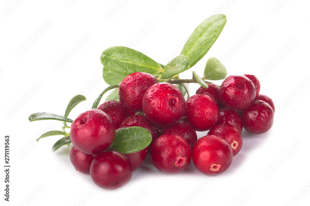 Cowberry Lingonberry (Vaccinium vitis-idaea) isolated on white background Cowberry Lingonberry (Vaccinium vitis-idaea) isolated on white background
