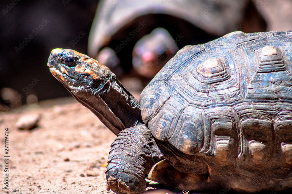 Red-legged tortoise walking on sand in Brazil Red-legged tortoise walking on sand in Brazil