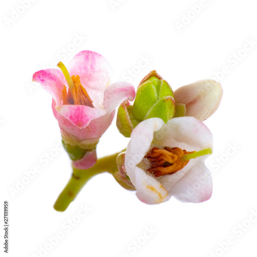 flowers of cowberries isolated on white background