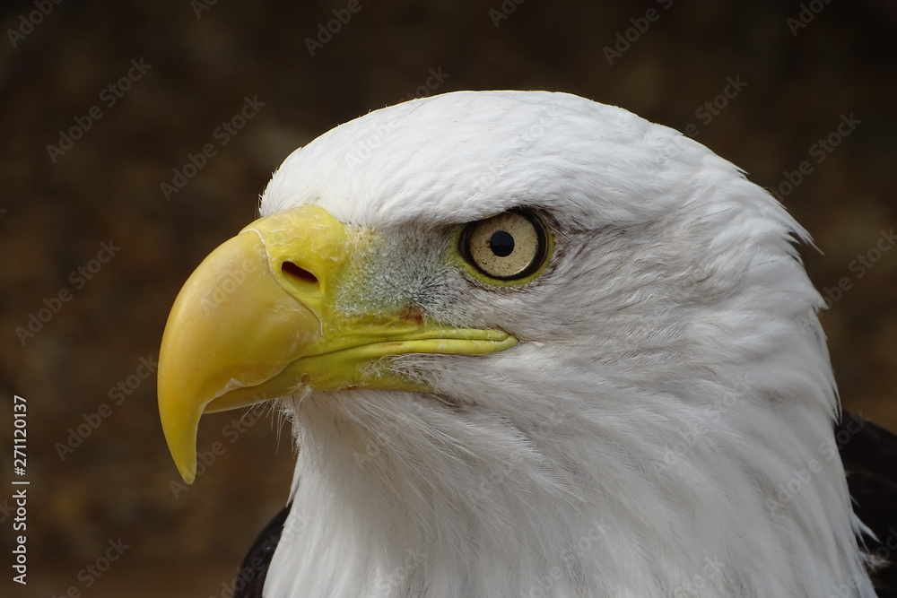 Beautiful bald eagle at the zoo Beautiful bald eagle at the zoo