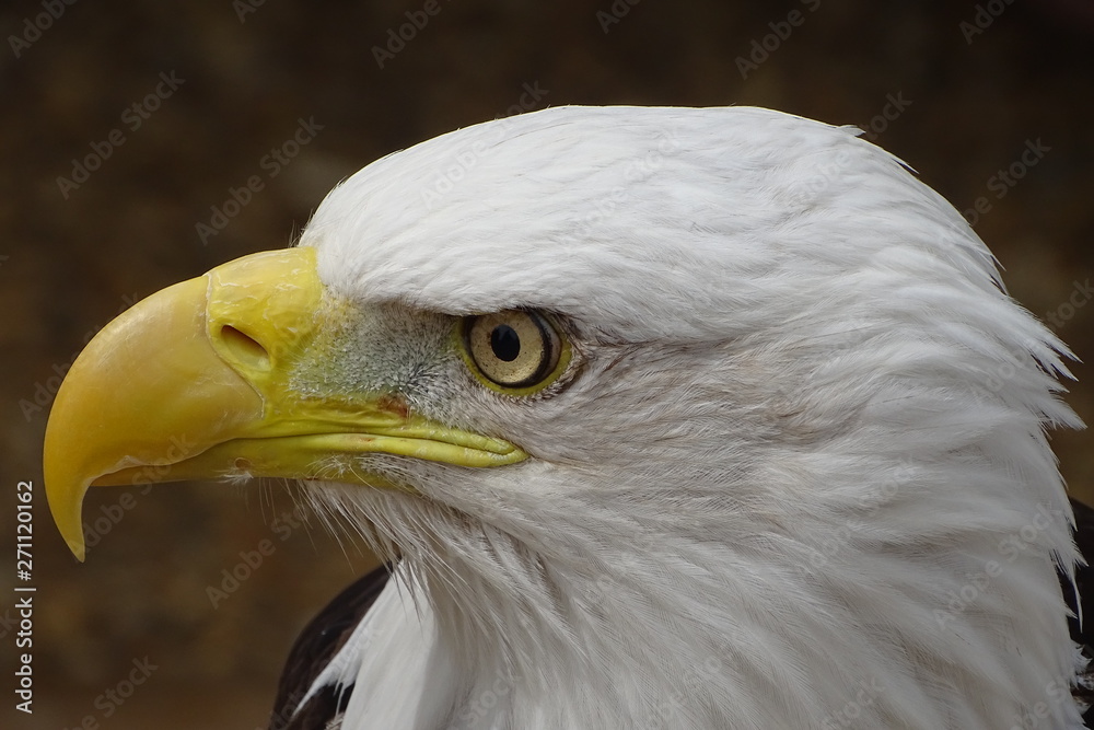 Beautiful bald eagle at the zoo Beautiful bald eagle at the zoo