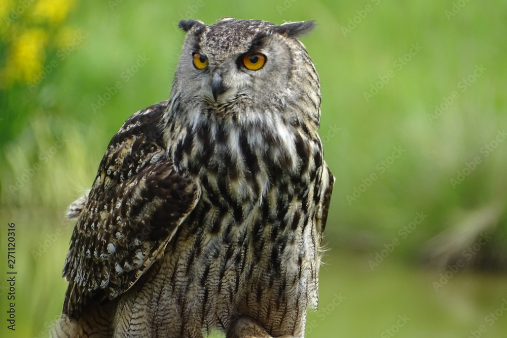 European eagle owl during a display at the zoo European eagle owl during a display at the zoo