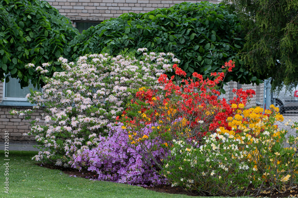 colorful bushes flowers rhododendron in the garden colorful bushes flowers rhododendron in the garden