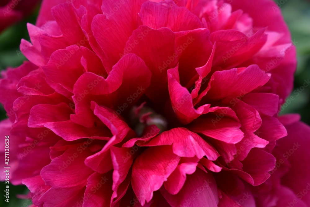 Close-up of bright blooming pink peony on the flower bed in the garden