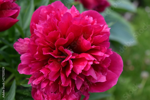 Close-up of bright blooming pink peony on the flower bed in the garden