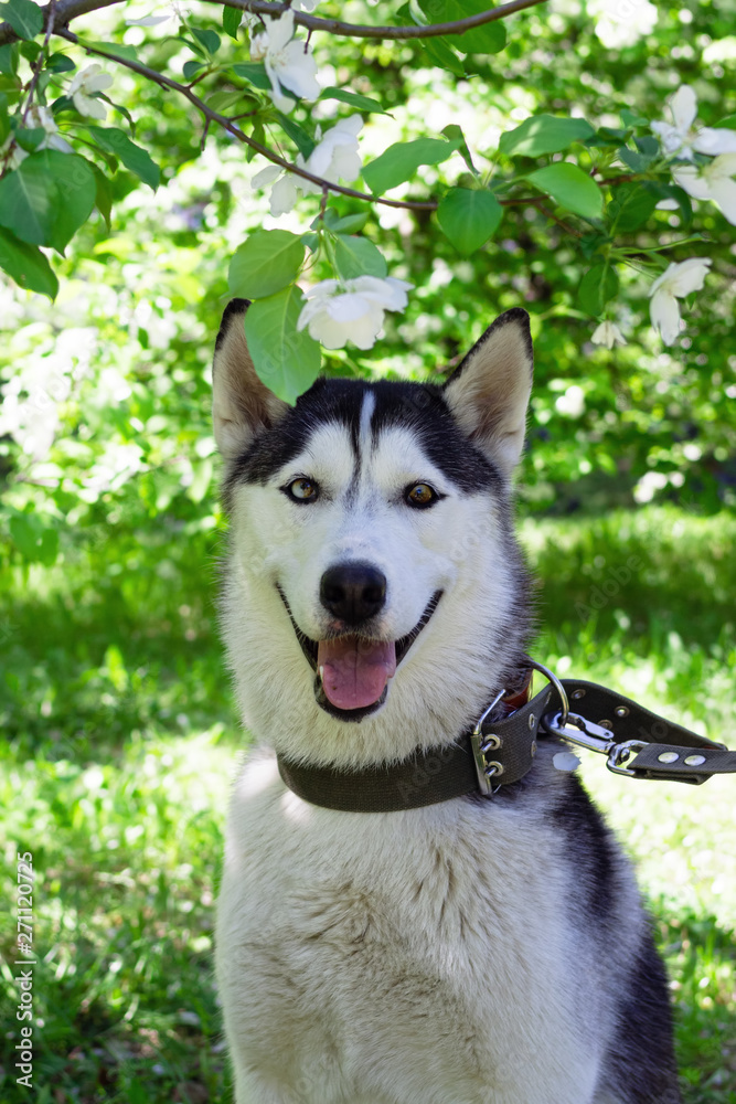Portrait of smiling grey and white Husky dog in a garden with blossom white flowers of apple tree.