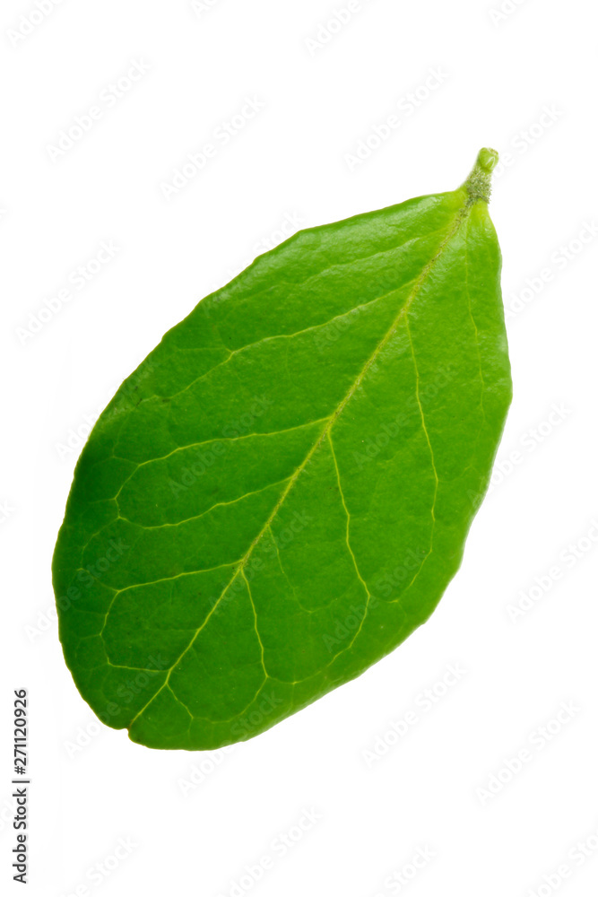 single fresh green leaf of cowberry isolated on white background single fresh green leaf of cowberry isolated on white background