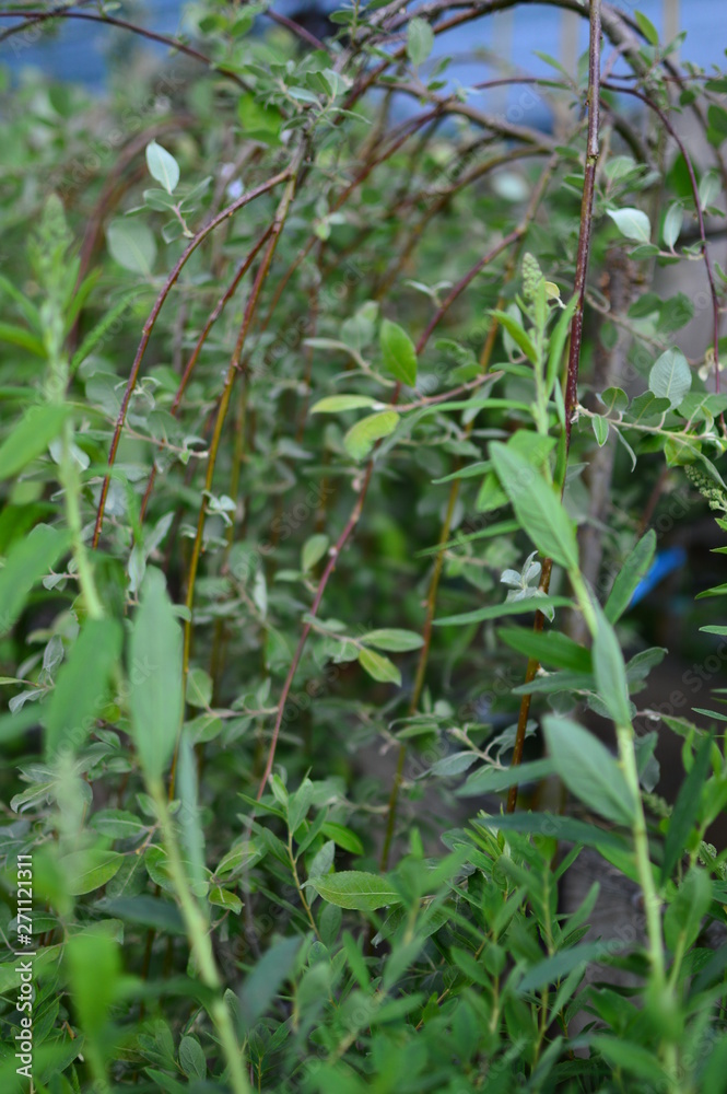 young plants in the garden