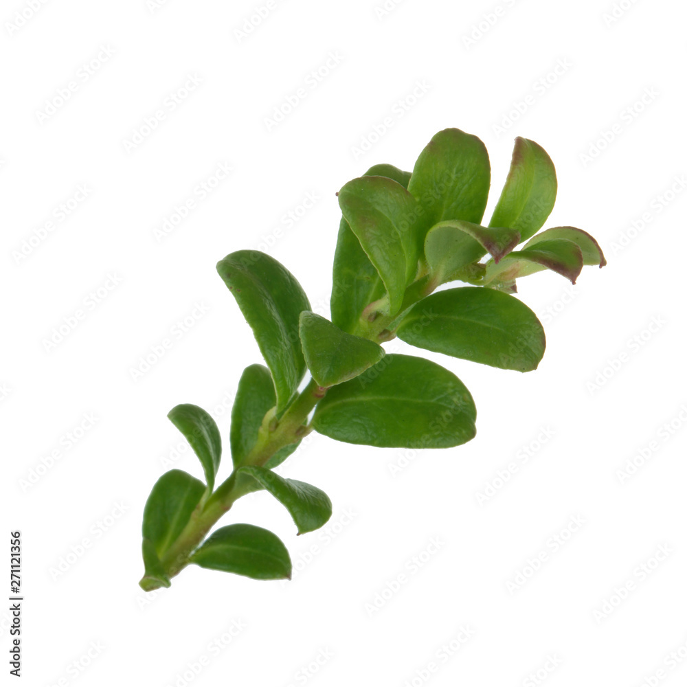 branch with green leaves of cowberry isolated on white branch with green leaves of cowberry isolated on white