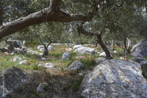 A l'ombre des oliviers