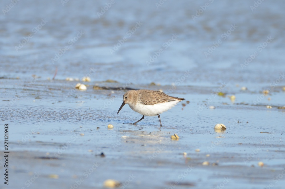 Bécasseau variable (Calidris alpina)