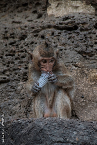 Long tailed monkeys sit on rocks in front of brick walls in the park and eating plastic cups. Pollution in nature by humans.