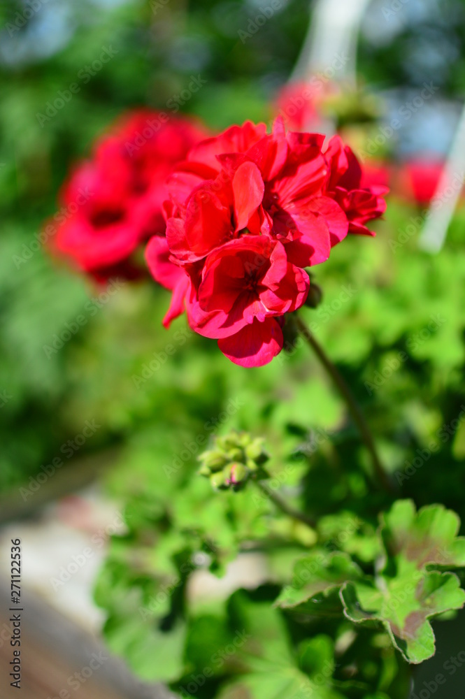 red flower in the garden