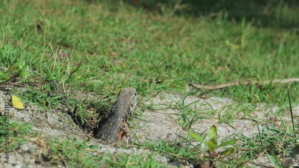 A butterfly lizard emerges from a green grassed field and looks at its surrounding. A butterfly lizard emerges from a green grassed field and looks at its surrounding.