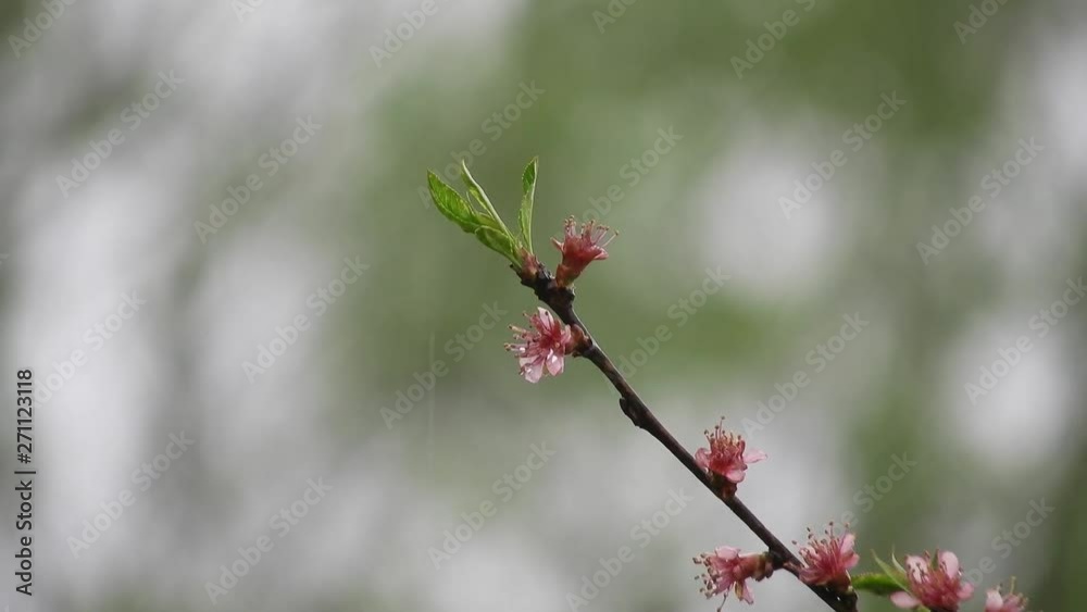 Blooming buds on branches in the rain Blooming buds on branches in the rain