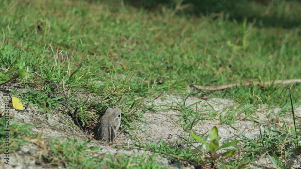 A wide shot of a butterfly lizard in the wild with its head emerged from the ground. It's home is in a green grassy field. A wide shot of a butterfly lizard in the wild with its head emerged from the ground. It's home is in a green grassy field.