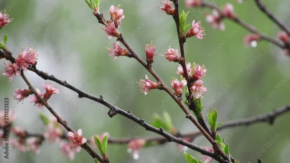 Blooming buds on branches in the day, rain drops on it Blooming buds on branches in the day, rain drops on it