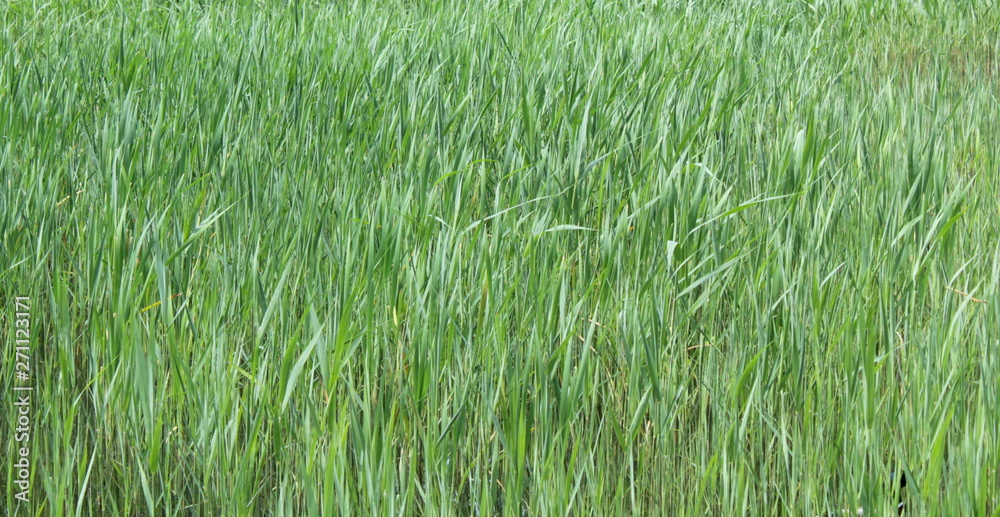 grass grass