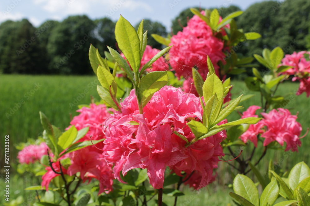 Obraz premium Pink flowers