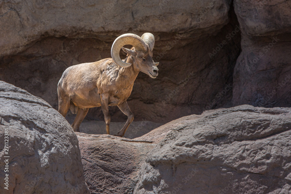 Big Horn Sheep Ram in a mountainous environment. Big Horn Sheep Ram in a mountainous environment.