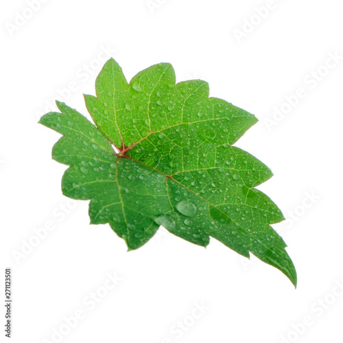 fresh green leaf of grape with water drops isolated on white background